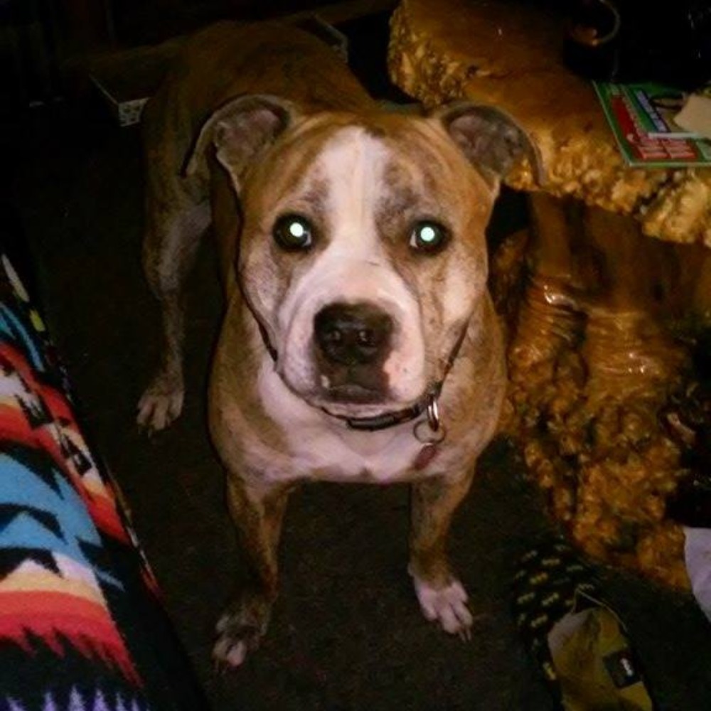 Meet your Posher, Sharey